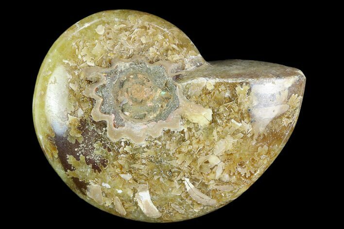 Polished, Agatized Ammonite (Cleoniceras) - Madagascar #119049
